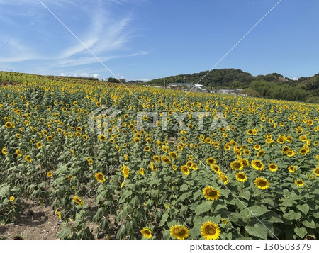 Sunflower field in full bloom 130503379