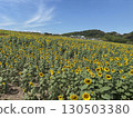 Sunflower field in full bloom 130503380