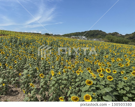 Sunflower field in full bloom Sunflower field in full bloom 130503380