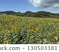 Sunflower field in full bloom 130503381