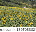 Sunflower field in full bloom 130503382