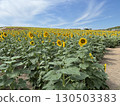 Sunflower field in full bloom 130503383