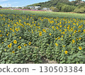 Sunflower field in full bloom 130503384