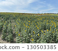Sunflower field in full bloom 130503385