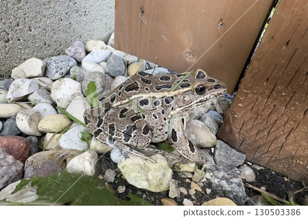 Northern leopard frog on garden stones 130503386