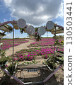 Windmill in a cosmos field 130503441