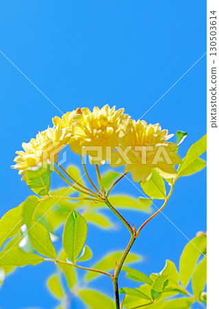 房子周圍鮮花盛開,四季皆有不同。房子周圍的籬笆上,盛開著美麗純潔的黃色班克斯玫瑰。 房子周圍鮮花盛開,四季皆有不同。房子周圍的籬笆上,盛開著美麗純潔的黃色班克斯玫瑰。 130503614