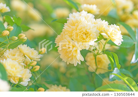 Flowers around the house, various in all seasons. Beautiful and pure yellow Banks roses have bloomed on the fence around the house. Flowers around the house, various in all seasons. Beautiful and pure yellow Banks roses have bloomed on the fence around the house. 130503644