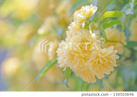 房子周圍鮮花盛開，四季皆有不同。房子周圍的籬笆上，盛開著美麗純潔的黃色班克斯玫瑰。 130503646