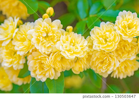 房子周圍鮮花盛開，四季皆有不同。房子周圍的籬笆上，盛開著美麗純潔的黃色班克斯玫瑰。 130503647