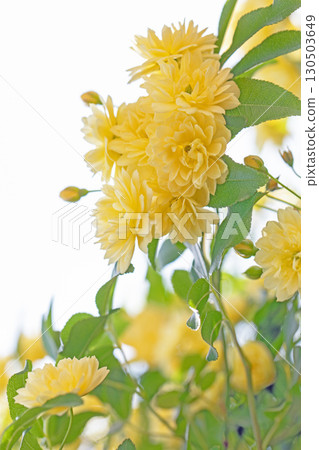 房子周圍鮮花盛開，四季皆有不同。房子周圍的籬笆上，盛開著美麗純潔的黃色班克斯玫瑰。 130503649