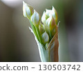 leek buds 130503742