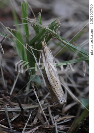 生物：昆蟲。禾本科植物的食用植物是水稻和草坪草。它被認為是水稻的害蟲。 130503790