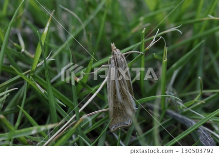 Living creatures, insects, Japanese cricket moth, wings with black dotted lines in places. There is also a distinctive pattern on the outer edge. 130503792
