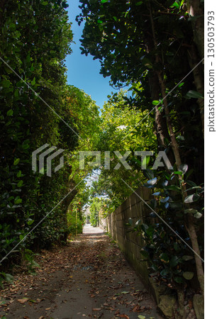 A straight road in a rural back alley in good weather with the shadows of trees on the road A straight road in a rural back alley in good weather with the shadows of trees on the road 130503793