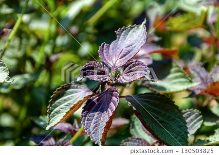 Perilla (Lamiaceae family, Lamiaceae genus) used as a condiment or garnish Perilla (Lamiaceae family, Lamiaceae genus) used as a condiment or garnish 130503825