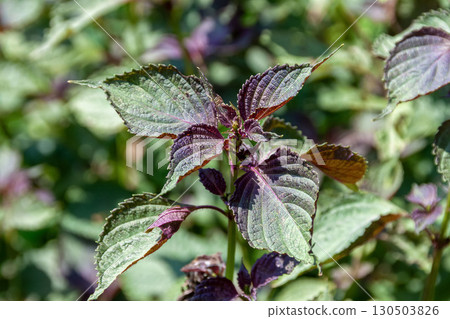 紫蘇（唇形科，唇形科屬）用作調味品或裝飾物 130503826