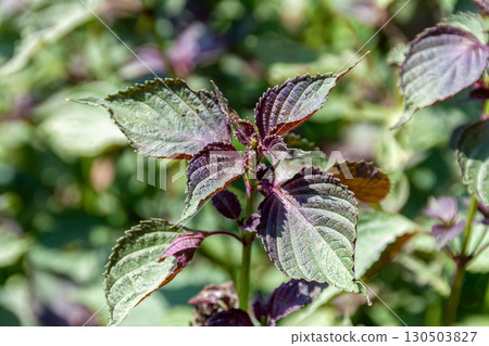 紫蘇(唇形科,唇形科屬)用作調味品或裝飾物 紫蘇(唇形科,唇形科屬)用作調味品或裝飾物 130503827