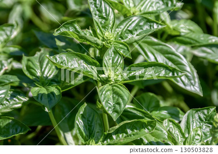 Basil, known as the king of herbs, is native to tropical Asia. Basil, known as the king of herbs, is native to tropical Asia. 130503828