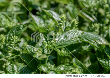 羅勒，被稱為香草之王，原產於熱帶亞洲。 130503829