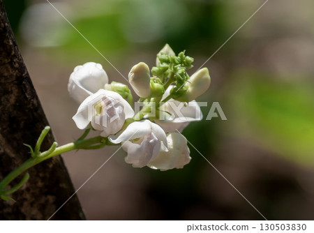 Flowers of the climbing kidney bean [annual plant of the Fabaceae subfamily] 130503830