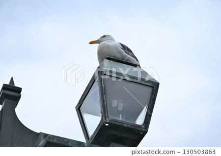 Seabirds relaxing on a retro street lamp (Otaru, Hokkaido) Seabirds relaxing on a retro street lamp (Otaru, Hokkaido) 130503863
