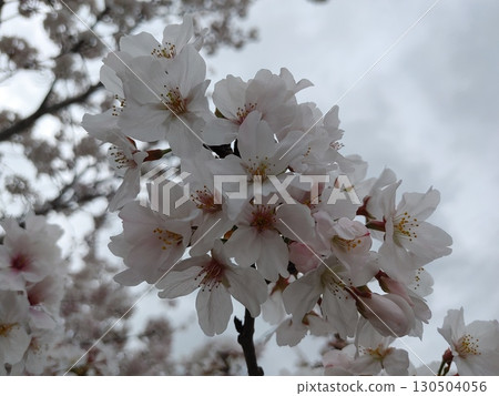 櫻花 櫻 賞櫻 130504056