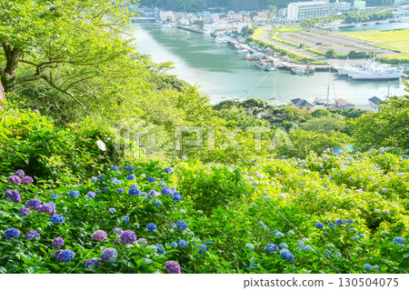 [靜岡縣]下田市，下田公園的繡球花和城市景觀 130504075
