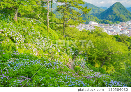 [Shizuoka Prefecture] Shimoda City, hydrangea and cityscape of Shimoda Park 130504080
