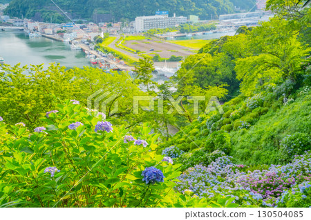 [Shizuoka Prefecture] Shimoda City, hydrangea and cityscape of Shimoda Park 130504085