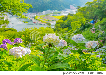 [靜岡縣]下田市，下田公園的繡球花和城市景觀 130504087