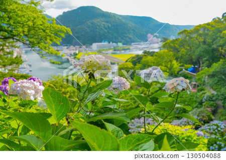 [靜岡縣]下田市，下田公園的繡球花和城市景觀 130504088