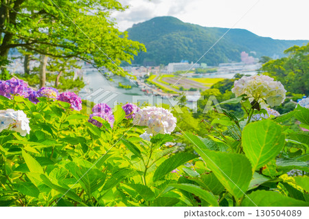 [靜岡縣]下田市，下田公園的繡球花和城市景觀 130504089