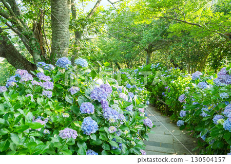 [Shizuoka Prefecture] Shimoda City, Hydrangea in Shimoda Park 130504157