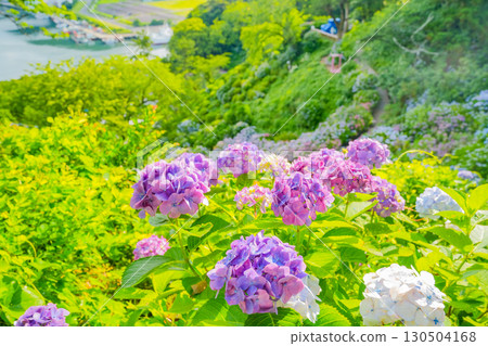 [靜岡縣]下田市，下田公園的繡球花 130504168