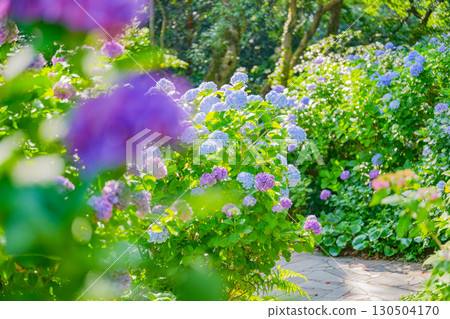 [靜岡縣]下田市，下田公園的繡球花 130504170