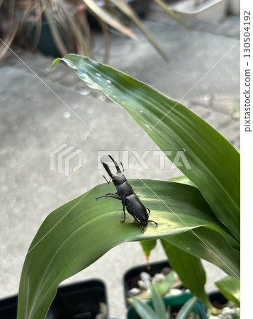 鍬形蟲的回歸 130504192