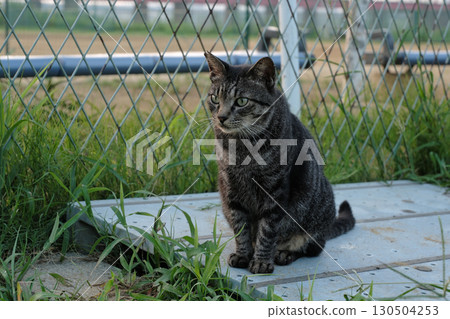 廣場上玩耍的虎斑貓 廣場上玩耍的虎斑貓 130504253