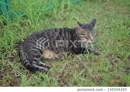 Tabby cat playing in the square 130504265