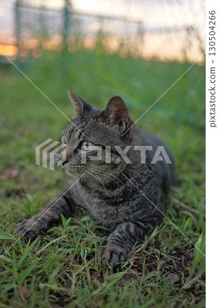 廣場上玩耍的虎斑貓 廣場上玩耍的虎斑貓 130504266