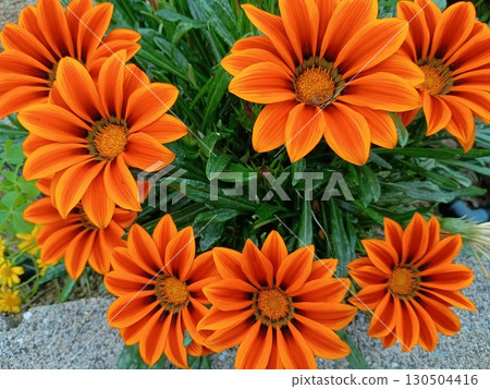 明亮的橙色花 130504416