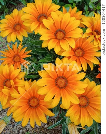 黃色的花朵 130504417