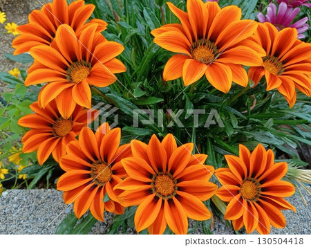 橘色花壇裡的花 130504418