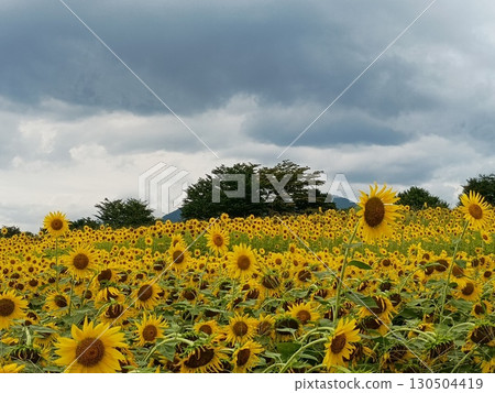 多雲天空下的向日葵田 130504419