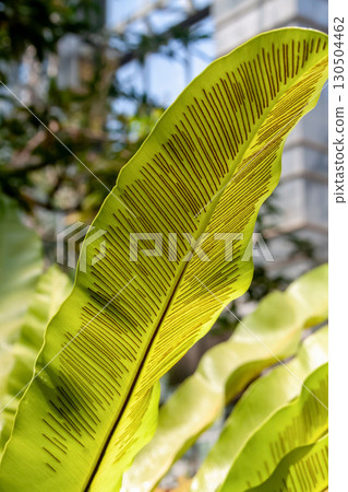 The interestingly shaped Ootaniwatari is also known as Taniwatari (family: Pteridophyllaceae) The interestingly shaped Ootaniwatari is also known as Taniwatari (family: Pteridophyllaceae) 130504462