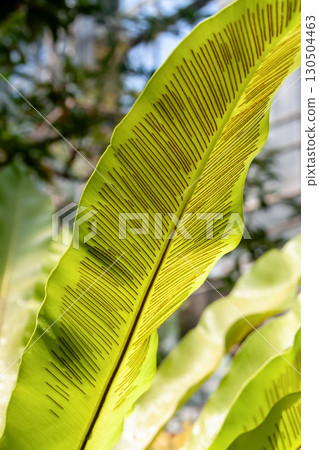 The interestingly shaped Ootaniwatari is also known as Taniwatari (family: Pteridophyllaceae) The interestingly shaped Ootaniwatari is also known as Taniwatari (family: Pteridophyllaceae) 130504463