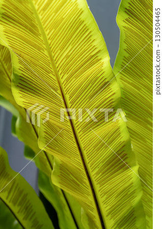 形狀有趣的大谷渡（Ootaniwatari）也被稱為谷渡（Taniwatari）（科：蕨科） 130504465