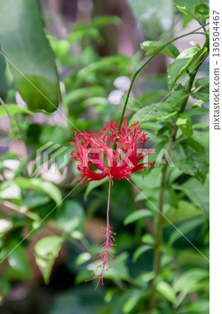 Fringed hibiscus is also known as the fringed hibiscus Fringed hibiscus is also known as the fringed hibiscus 130504467