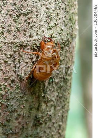 A cicada shell clinging to the bark of a tree [Brown Cicada] 130504468
