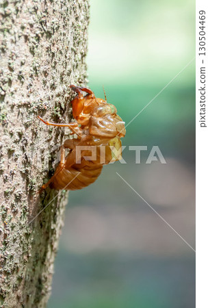 A cicada shell clinging to the bark of a tree [Brown Cicada] 130504469